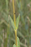 Largeflower milkweed